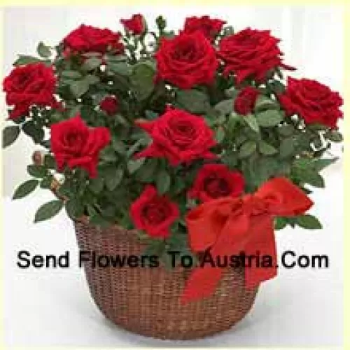 A Beautiful Arrangement Of 19 Red Roses With Seasonal Fillers
